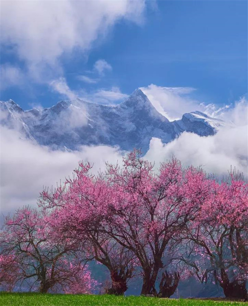 春暖花开林芝柏栎荟舍带您打卡雪域最美桃花源