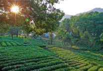 深耕庄园文化 雷迪森庄园匠心打造旅居人的精神家园