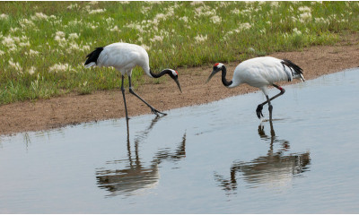 黑龙江省齐齐哈尔市扎龙生态旅游区