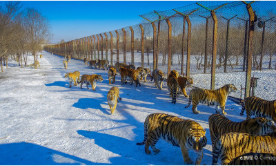 哈尔滨东北虎林园